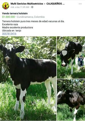 Vendo Ternera Holstein de Tres Meses