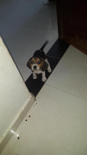 Beagle Tricolor