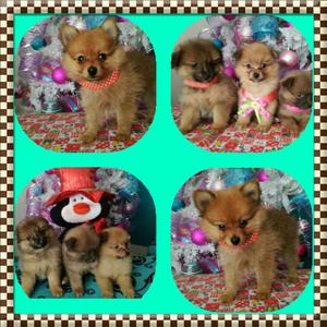 Bellos Y Hermosos Pomeranio