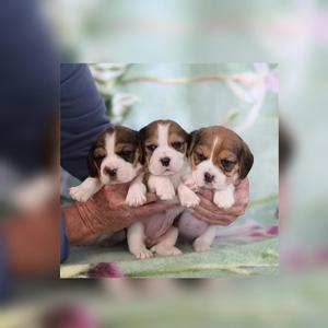 Bellos Y Tiernos Beagle Minis