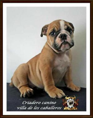 Bulldog Inglés en Venta