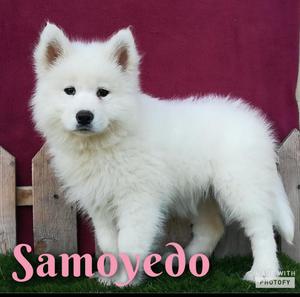 Cachorra Samoyedo
