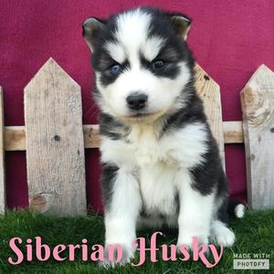 Cachorrita Siberian Husky