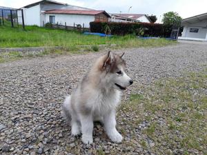 Cachorro Alaskan Malamute