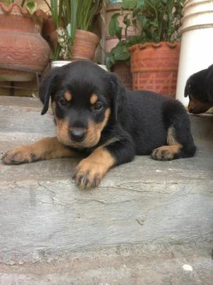 Cachorro Rottwailer