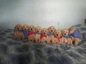 Cachorros Golden Aun Disponibles