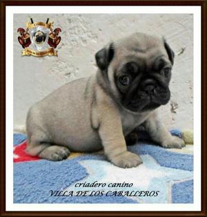 Cachorros Pug en Venta