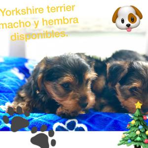 Cachorros Yorkshire Terrier