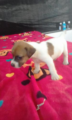 Encantador Jack Russell Jugueton