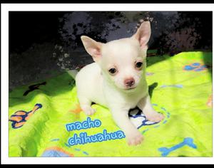 Expectacular!!macho Chihuahua For Sale