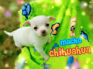 For Saleee Hermoso Macho Chihuahua