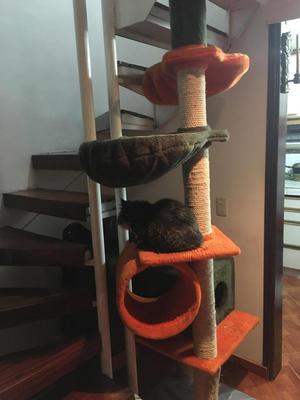 Gimnasio Para Gatos