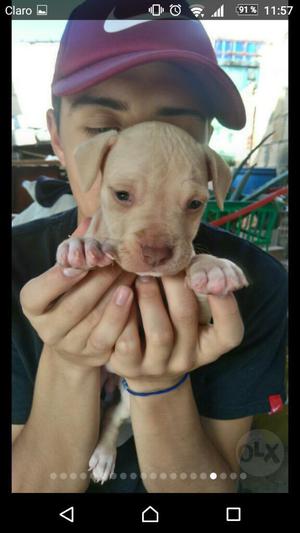 Hermosa Pitbull Stanford Red Nouse