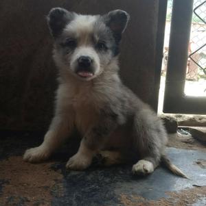 Hermosos Cachorros Border Collie