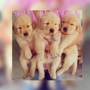 Hermosos Golden Retriver