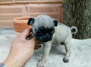 Hermosos Pug