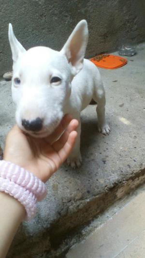 Se Vende Bull Terrier Exelente Genetica