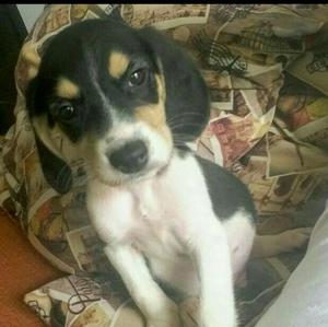Se Vende Cachorro Beagle Negociable