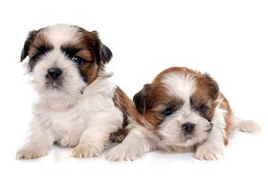 Shih Tzu Machitos !!!