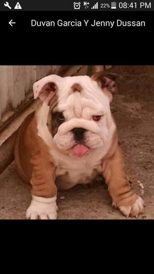 Superganga Cachorros Bulldog Ingles