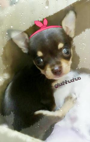 Ultimaaaa!!!!hembra Chihuahua Bolsillera