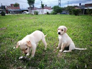 Vendo Cachorras Labrador