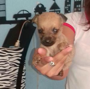 Vendo Cachorrito Mini Pincher Puro