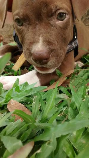 Vendo Cachorro Pitbull Stanford