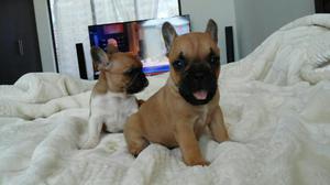 Vendo Cachorros Bulldog Frances