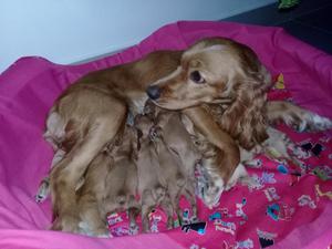 Vendo Hermosos cachorros de COCKER SPANIEL