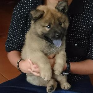 Vendo Perrito Chow Chow