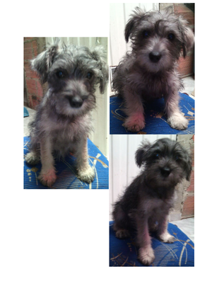 Venta Cachorros schnauzer