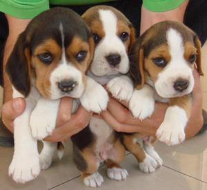 divinos beagles tricolor 13 pulgadas