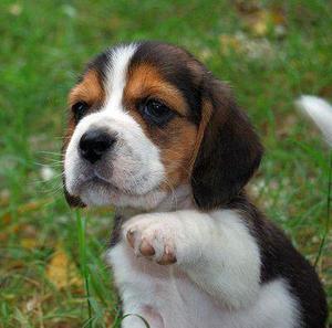 vendo beagles enanitos puros super bellos amorosos