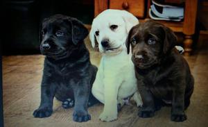 vendo cachorros labradores puros