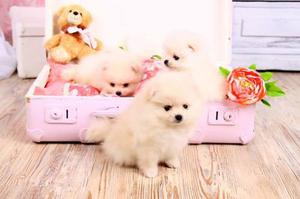 Hermosos Pomerania Lulu