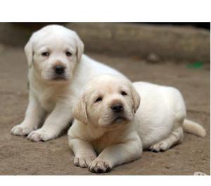 Labradores Mascotas Garantizados y Hermosos