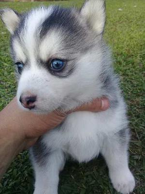 Pomsky Mini Husky Puro Cachorro Lobo Segunda Ojos Azules