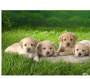 Labradores Disponibles Cachorros Hermosos
