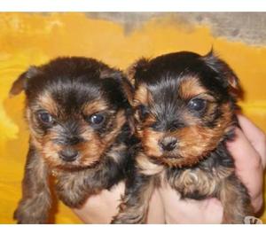 Yorkie Exelentes Cachorros Raza Pequeña