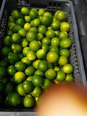 Busco Distribuidores de Limon Tahiti - Bogotá