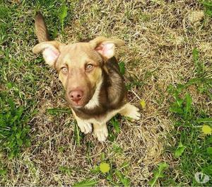 Hermoso cachorro para adopción