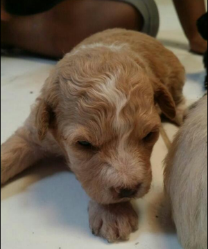 Adopcion regalo