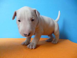 BULL TERRIER INGÑES