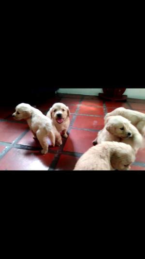 Bellisimos Golden Retriever