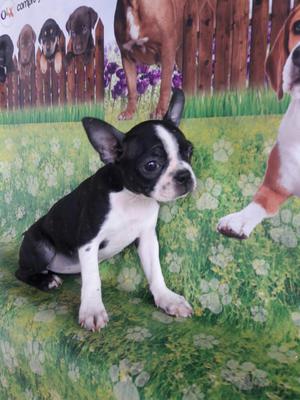 Boston Terrier Hembra Pura