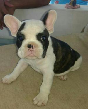 Bull Dog Fraces en Venta