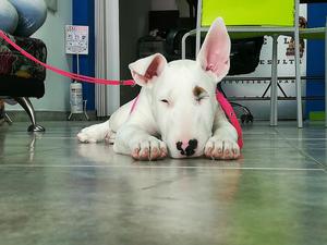 Bull Terrier Hembra