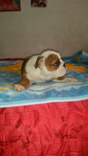 Bulldog Cachorros Perros