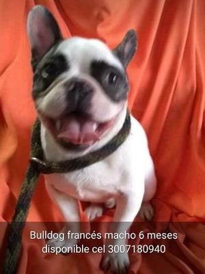 Bulldog Frances